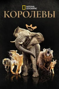 Королевы  2024