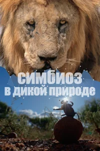  Симбиоз в дикой природе  2023
